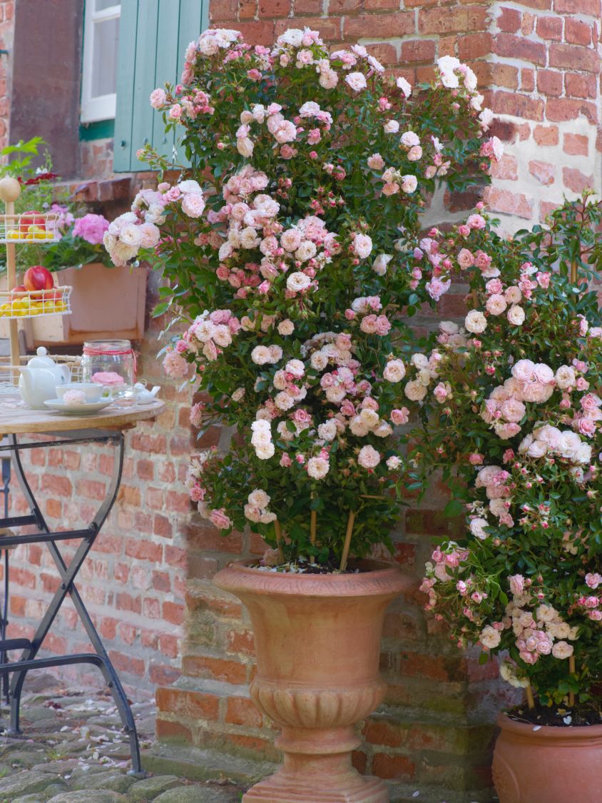 Zwerg-Kletterrose Starlet®-Rose 'Alina' ® - Rosa Starlet®-Rose 'Alina' ®