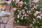 Zwerg-Kletterrose Starlet®-Rose 'Alina' ® - Rosa Starlet®-Rose 'Alina' ®