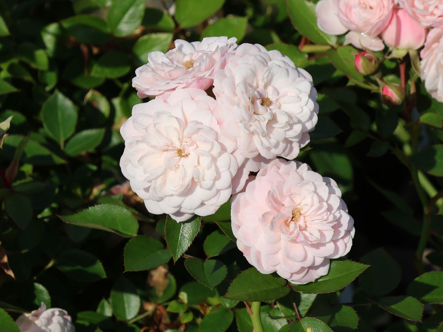 Zwerg-Kletterrose Starlet®-Rose 'Alina' ® - Rosa Starlet®-Rose 'Alina' ®