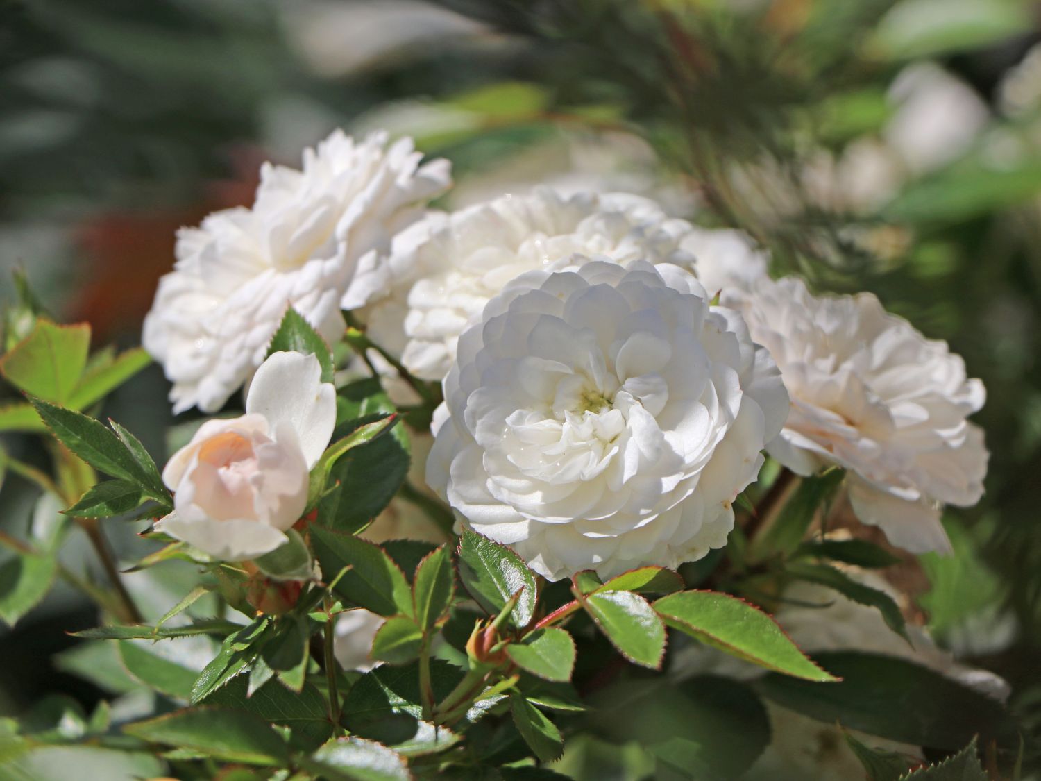 Zwerg-Kletterrose Starlet®-Rose 'Alina' ® - Rosa Starlet®-Rose 'Alina' ®