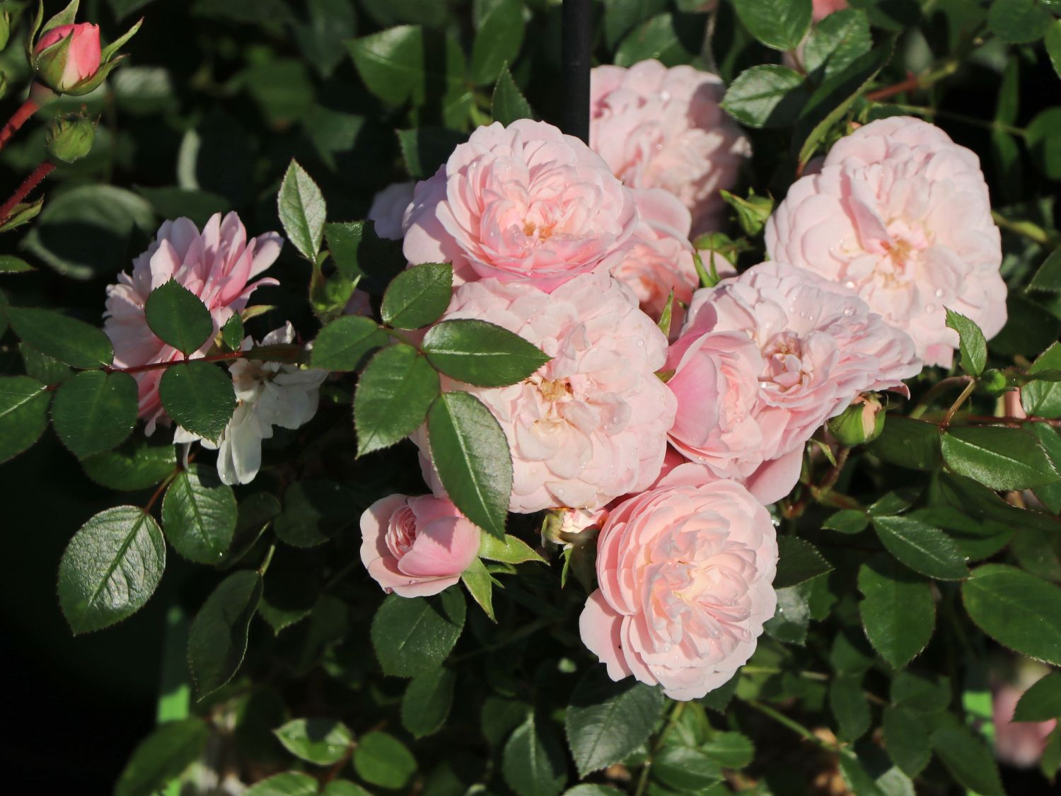 Zwerg-Kletterrose Starlet®-Rose 'Alina' ® - Rosa Starlet®-Rose 'Alina' ®