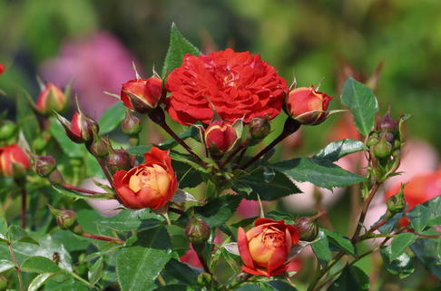Zwerg-Kletterrose Starlet®-Rose 'Carmen' ® - Rosa Starlet®-Rose 'Carmen' ®