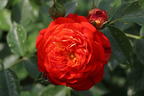 Zwerg-Kletterrose Starlet®-Rose 'Carmen' ® - Rosa Starlet®-Rose 'Carmen' ®