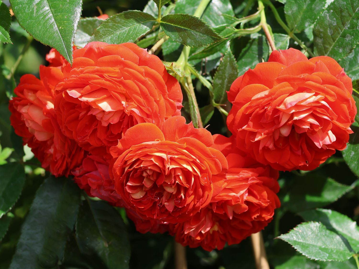 Zwerg-Kletterrose Starlet®-Rose 'Carmen' ® - Rosa Starlet®-Rose 'Carmen' ®