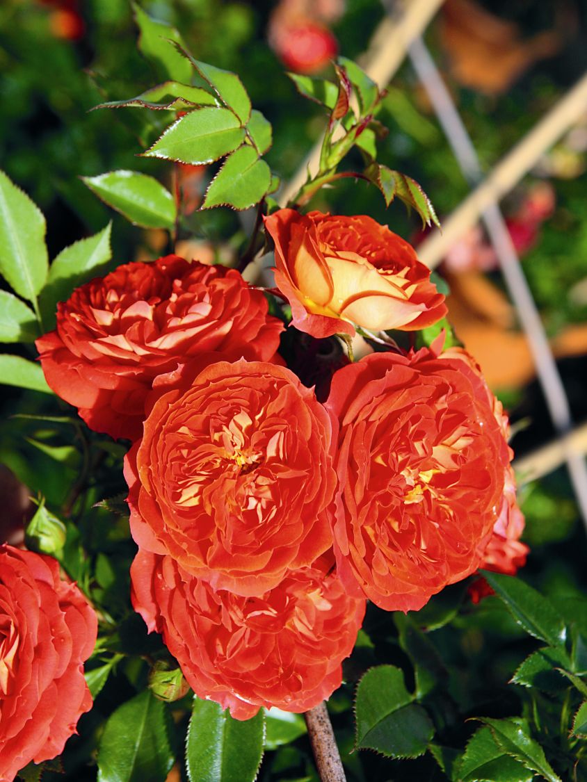 Zwerg-Kletterrose Starlet®-Rose 'Carmen' ® - Rosa Starlet®-Rose 'Carmen' ®