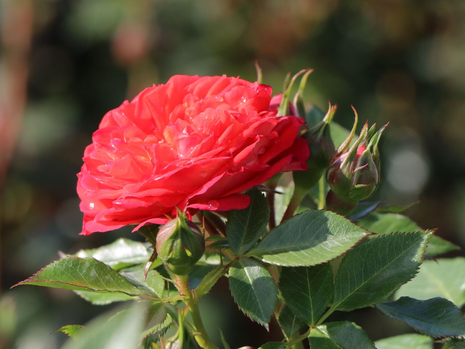 Zwerg-Kletterrose Starlet®-Rose 'Carmen' ® - Rosa Starlet®-Rose 'Carmen' ®