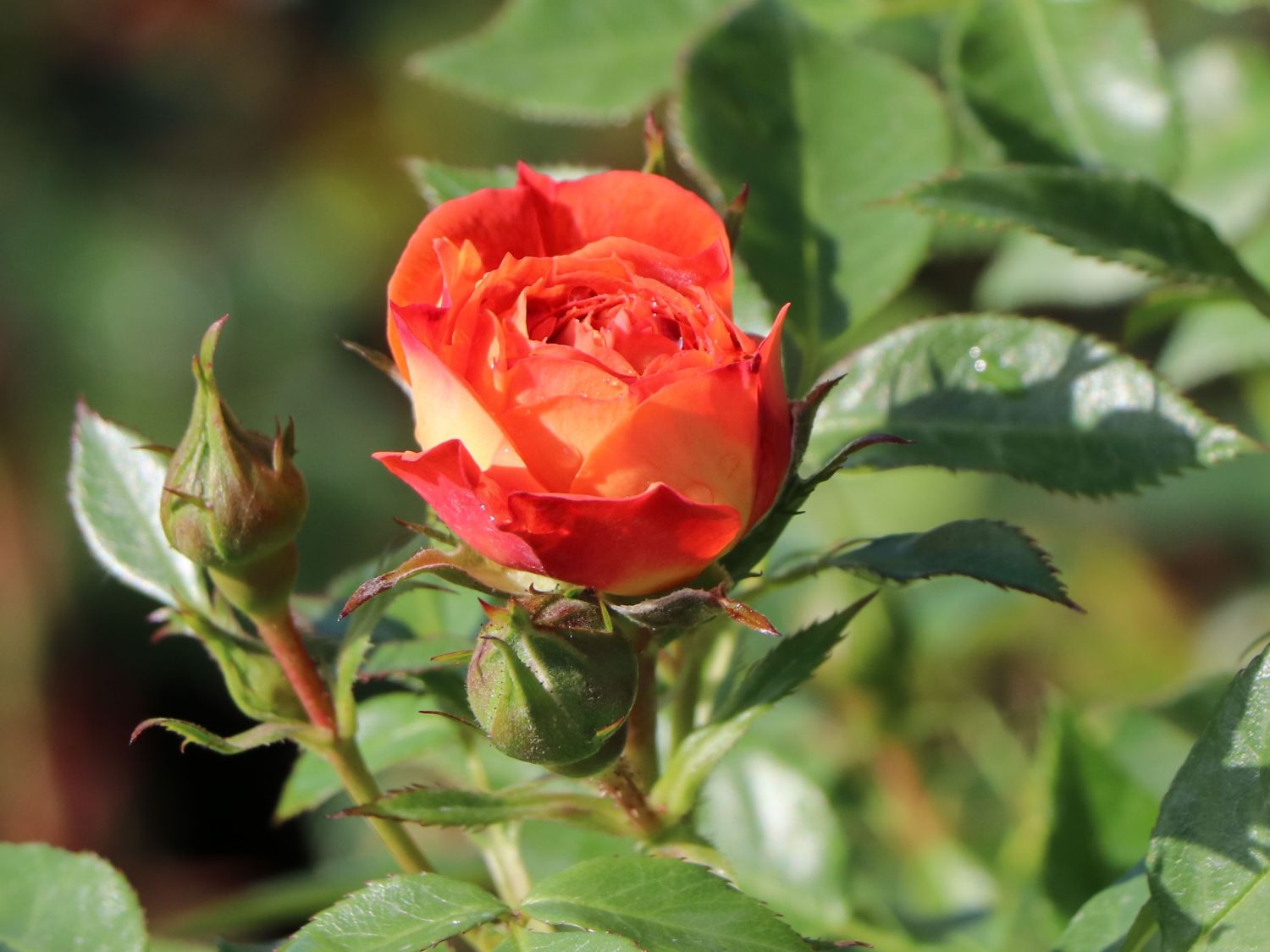 Zwerg-Kletterrose Starlet®-Rose 'Carmen' ® - Rosa Starlet®-Rose 'Carmen' ®