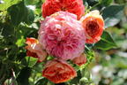 Zwerg-Kletterrose Starlet®-Rose 'Carmen' ® - Rosa Starlet®-Rose 'Carmen' ®