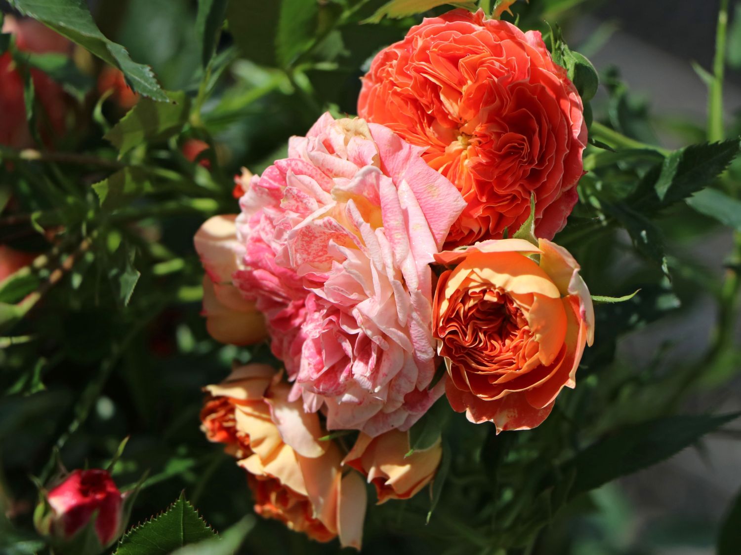 Zwerg-Kletterrose Starlet®-Rose 'Carmen' ® - Rosa Starlet®-Rose 'Carmen' ®