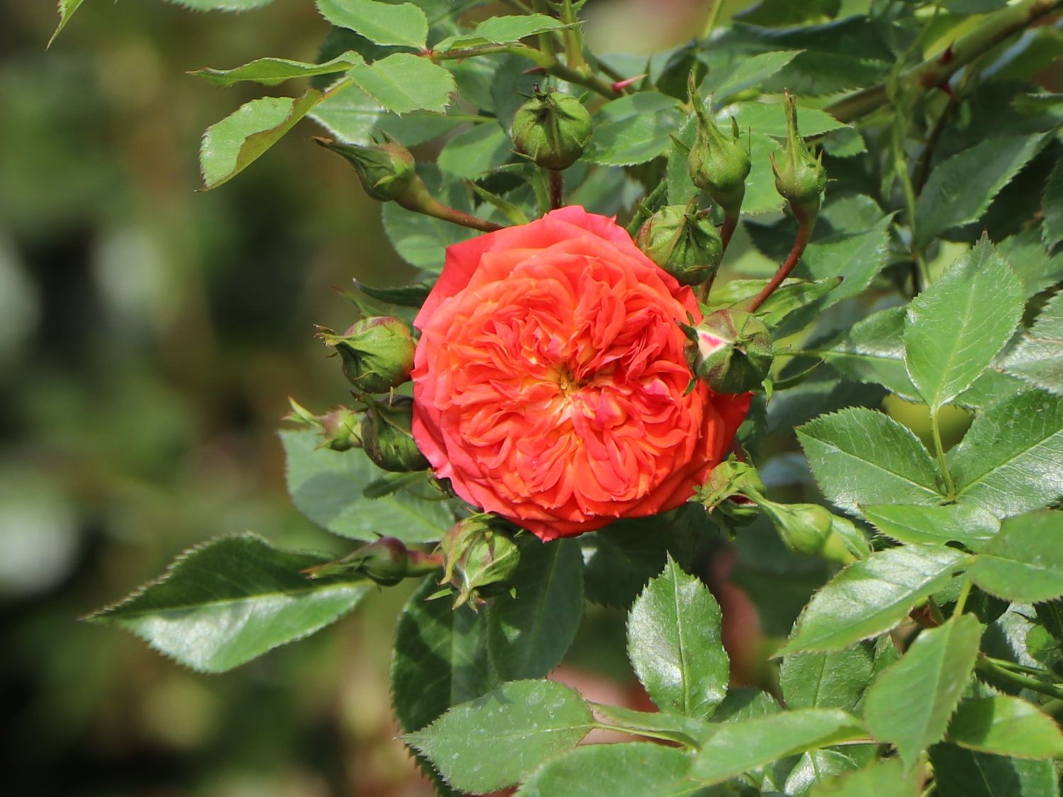 Zwerg-Kletterrose Starlet®-Rose 'Carmen' ® - Rosa Starlet®-Rose 'Carmen' ®