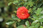 Zwerg-Kletterrose Starlet®-Rose 'Carmen' ® - Rosa Starlet®-Rose 'Carmen' ®