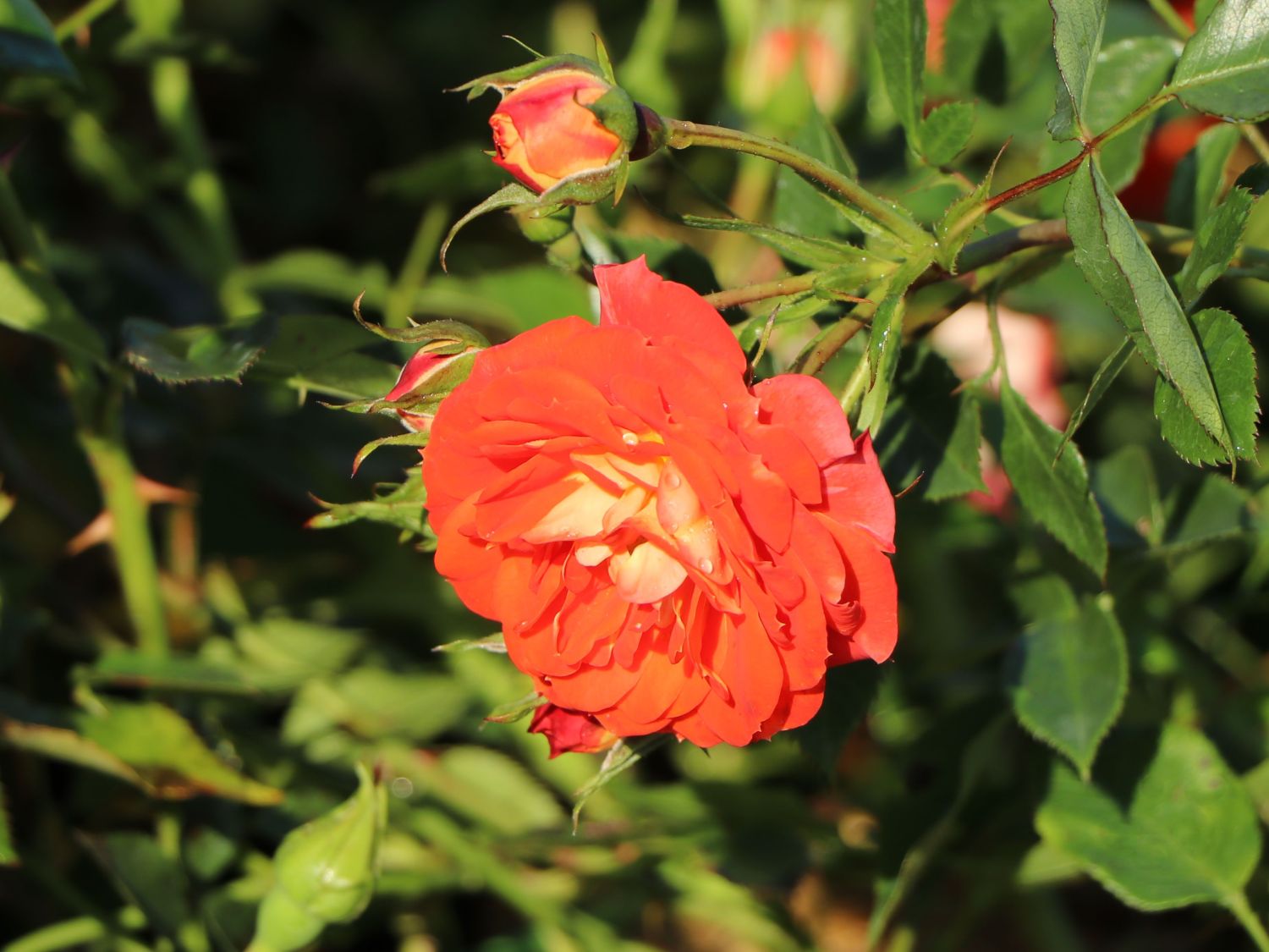 Zwerg-Kletterrose Starlet®-Rose 'Carmen' ® - Rosa Starlet®-Rose 'Carmen' ®