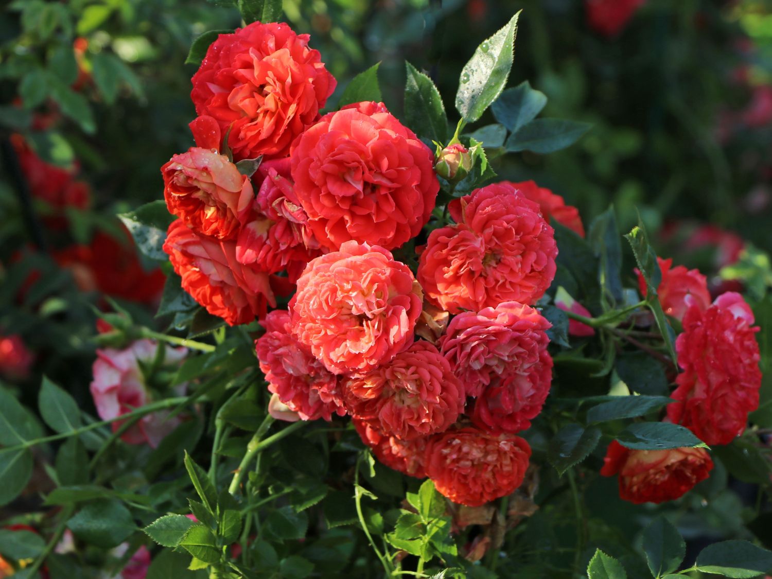 Zwerg-Kletterrose Starlet®-Rose 'Carmen' ® - Rosa Starlet®-Rose 'Carmen' ®