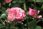 Zwerg-Kletterrose Starlet®-Rose 'Eva' ® - Rosa Starlet®-Rose 'Eva' ®