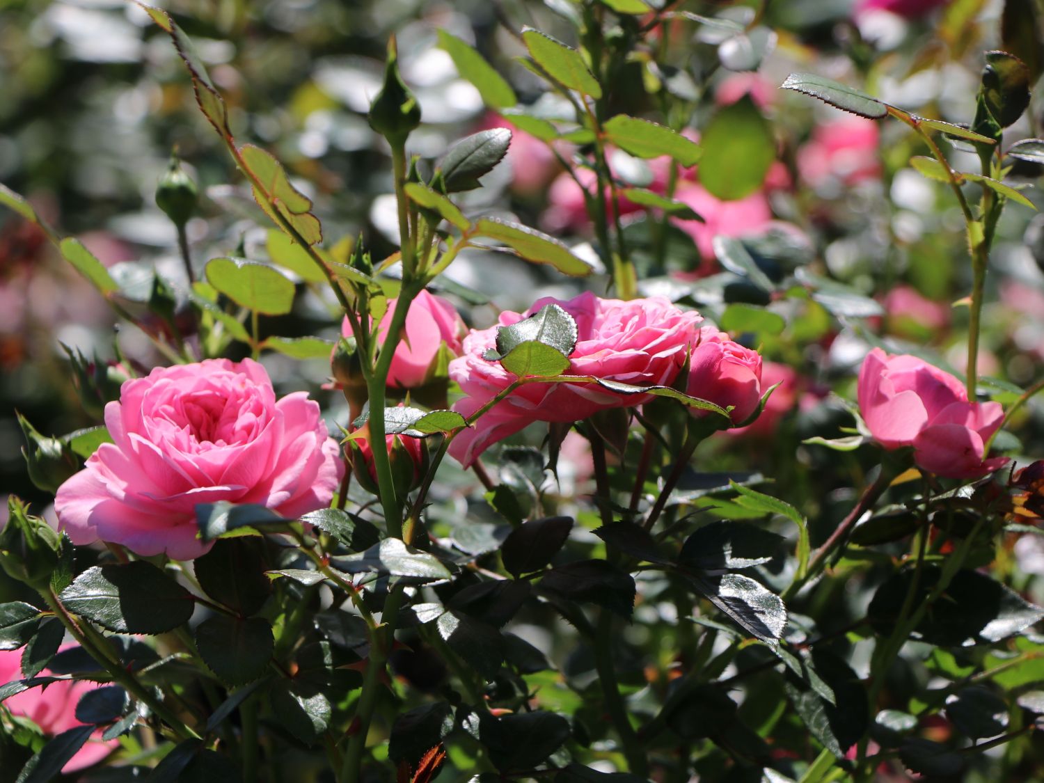 Zwerg-Kletterrose Starlet®-Rose 'Eva' ® - Rosa Starlet®-Rose 'Eva' ®