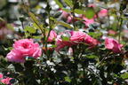 Zwerg-Kletterrose Starlet®-Rose 'Eva' ® - Rosa Starlet®-Rose 'Eva' ®
