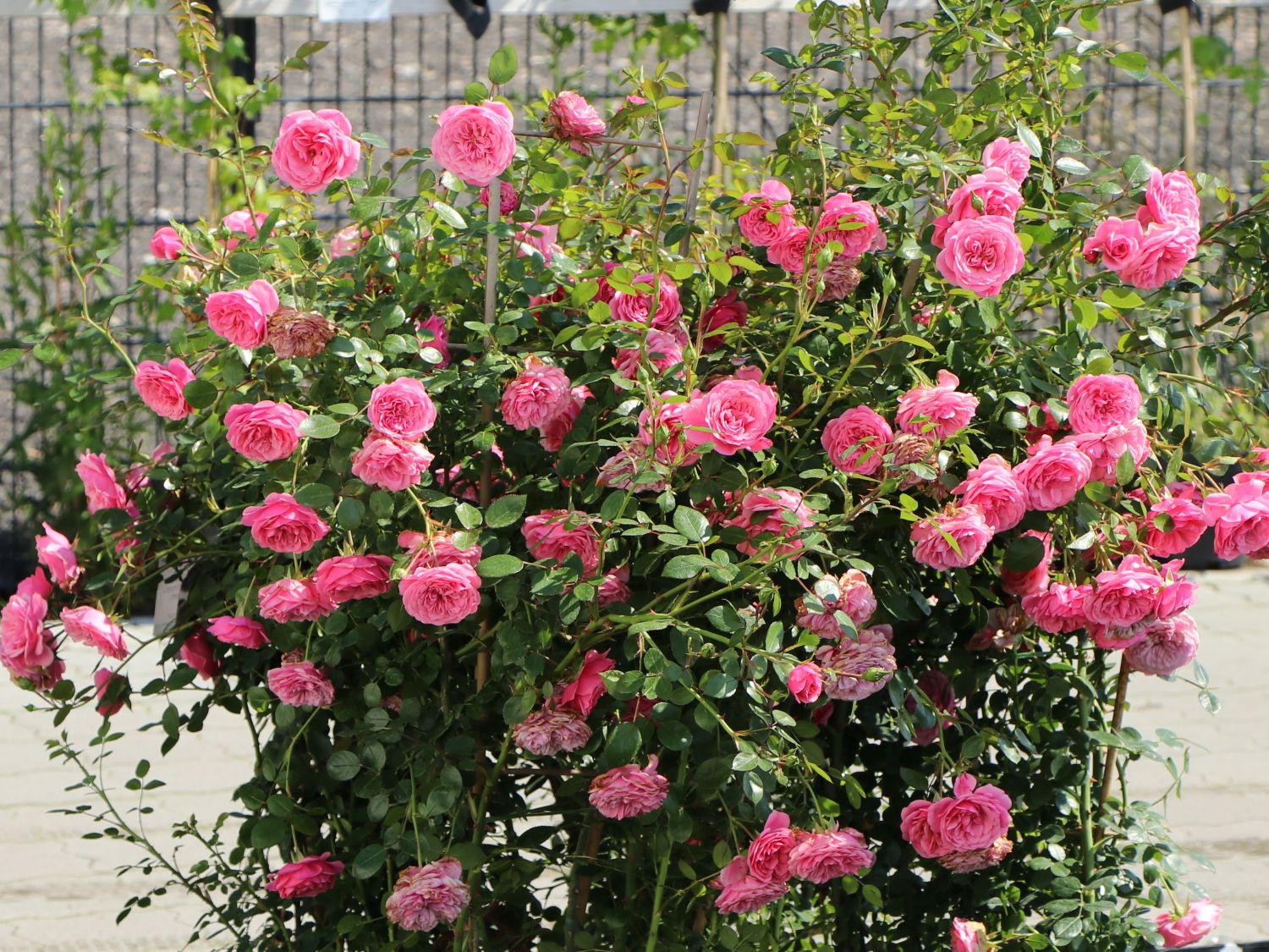 Zwerg-Kletterrose Starlet®-Rose 'Eva' ® - Rosa Starlet®-Rose 'Eva' ®