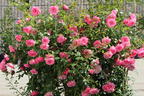 Zwerg-Kletterrose Starlet®-Rose 'Eva' ® - Rosa Starlet®-Rose 'Eva' ®
