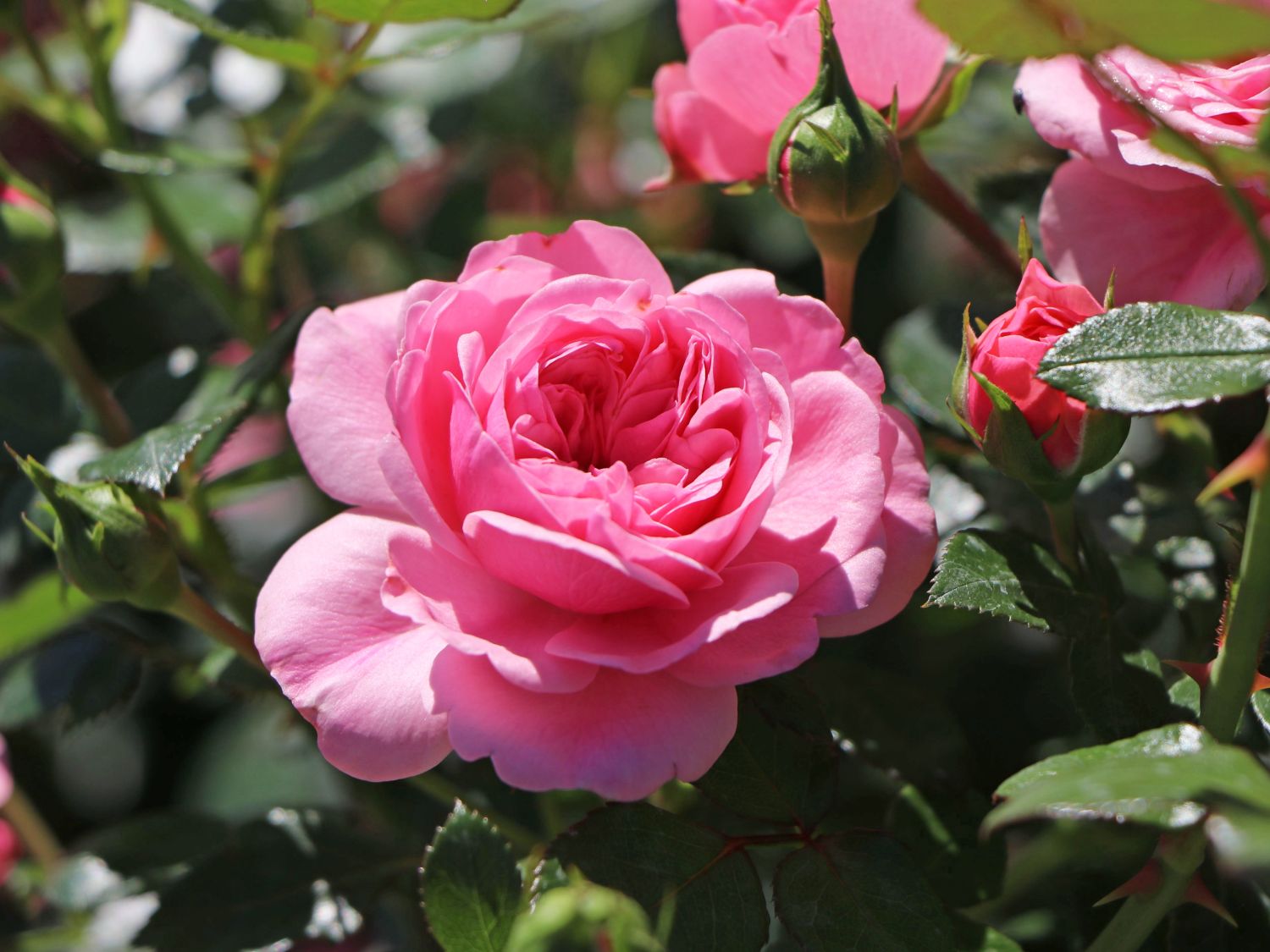 Zwerg-Kletterrose Starlet®-Rose 'Eva' ® - Rosa Starlet®-Rose 'Eva' ®