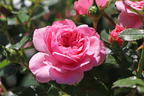 Zwerg-Kletterrose Starlet®-Rose 'Eva' ® - Rosa Starlet®-Rose 'Eva' ®