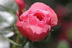 Zwerg-Kletterrose Starlet®-Rose 'Eva' ® - Rosa Starlet®-Rose 'Eva' ®