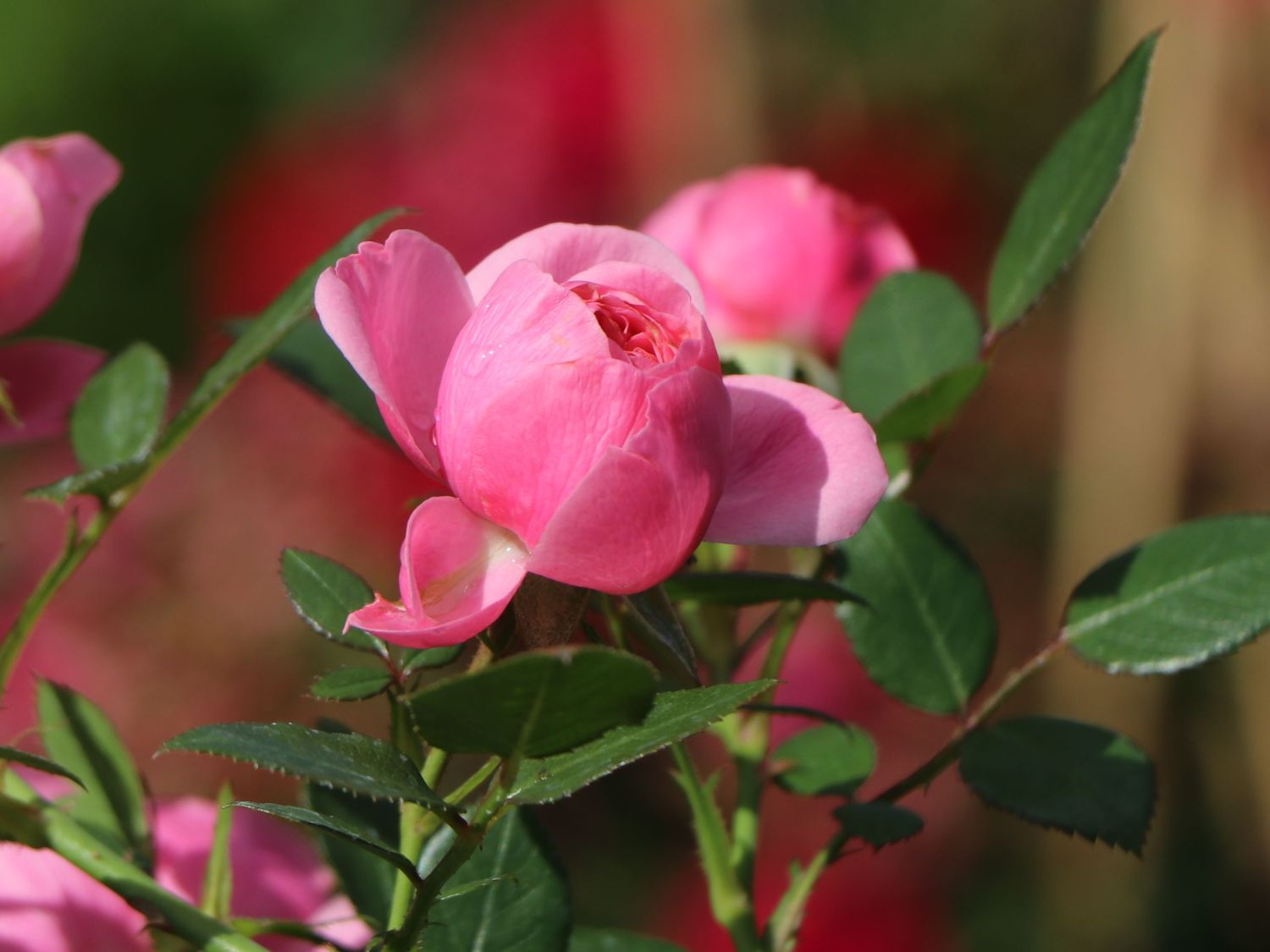 Zwerg-Kletterrose Starlet®-Rose 'Eva' ® - Rosa Starlet®-Rose 'Eva' ®