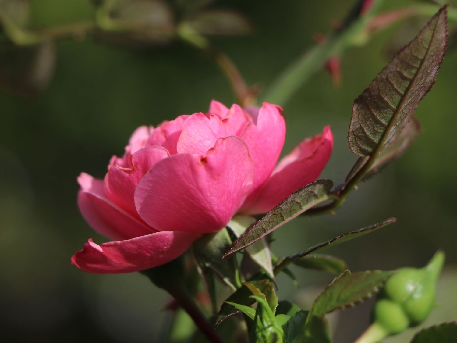 Zwerg-Kletterrose Starlet®-Rose 'Eva' ® - Rosa Starlet®-Rose 'Eva' ®