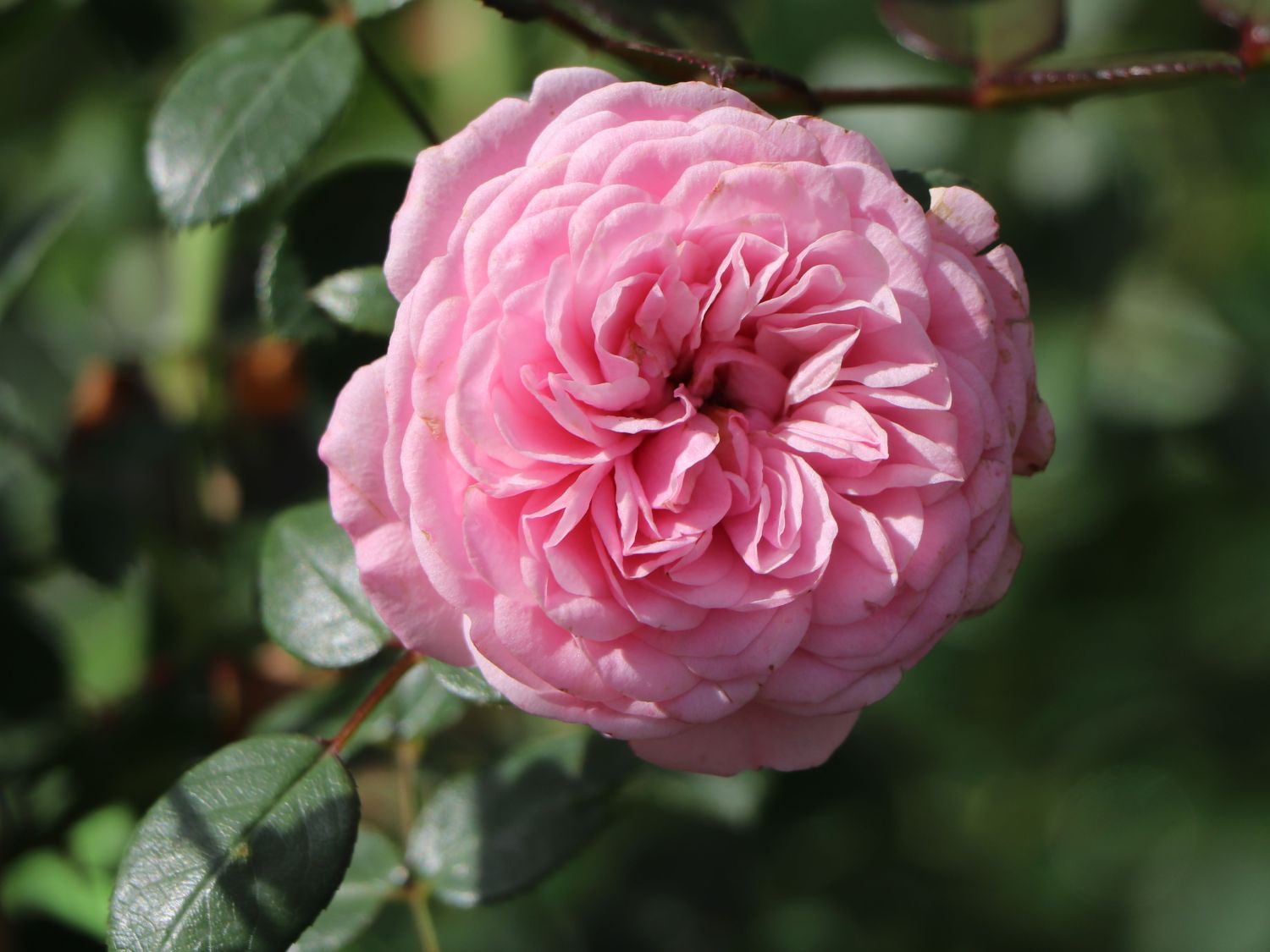 Zwerg-Kletterrose Starlet®-Rose 'Eva' ® - Rosa Starlet®-Rose 'Eva' ®