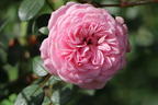 Zwerg-Kletterrose Starlet®-Rose 'Eva' ® - Rosa Starlet®-Rose 'Eva' ®