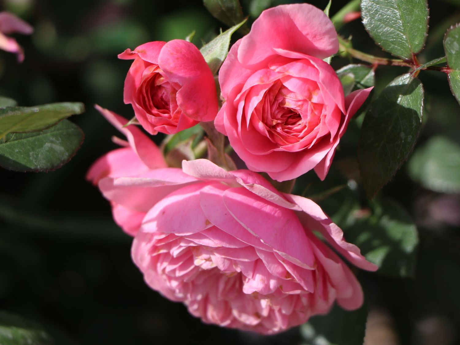 Zwerg-Kletterrose Starlet®-Rose 'Eva' ® - Rosa Starlet®-Rose 'Eva' ®
