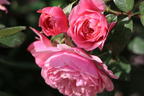 Zwerg-Kletterrose Starlet®-Rose 'Eva' ® - Rosa Starlet®-Rose 'Eva' ®