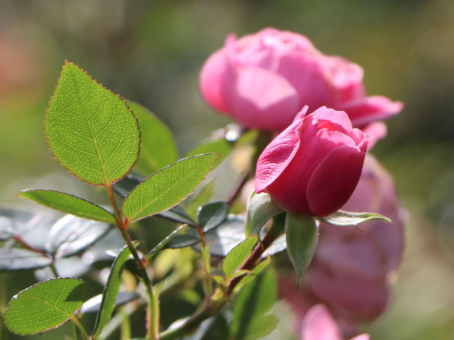 Zwerg-Kletterrose Starlet®-Rose 'Eva' ® - Rosa Starlet®-Rose 'Eva' ®