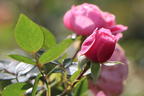 Zwerg-Kletterrose Starlet®-Rose 'Eva' ® - Rosa Starlet®-Rose 'Eva' ®