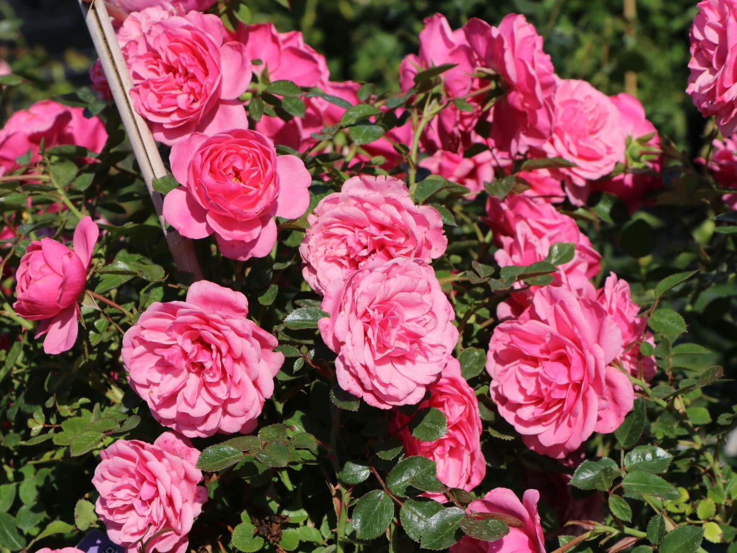 Zwerg-Kletterrose Starlet®-Rose 'Eva' ® - Rosa Starlet®-Rose 'Eva' ®