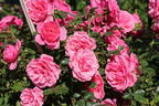Zwerg-Kletterrose Starlet®-Rose 'Eva' ® - Rosa Starlet®-Rose 'Eva' ®