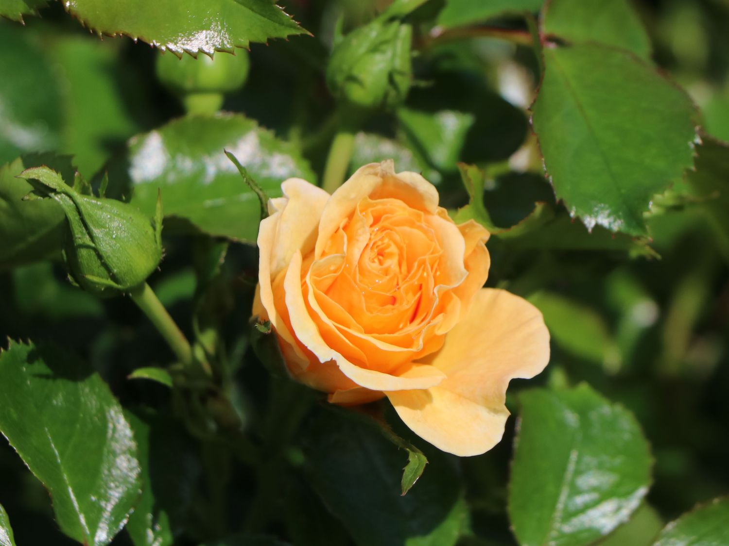 Zwerg-Kletterrose Starlet®-Rose 'Lizzy' ® - Rosa Starlet®-Rose 'Lizzy' ®