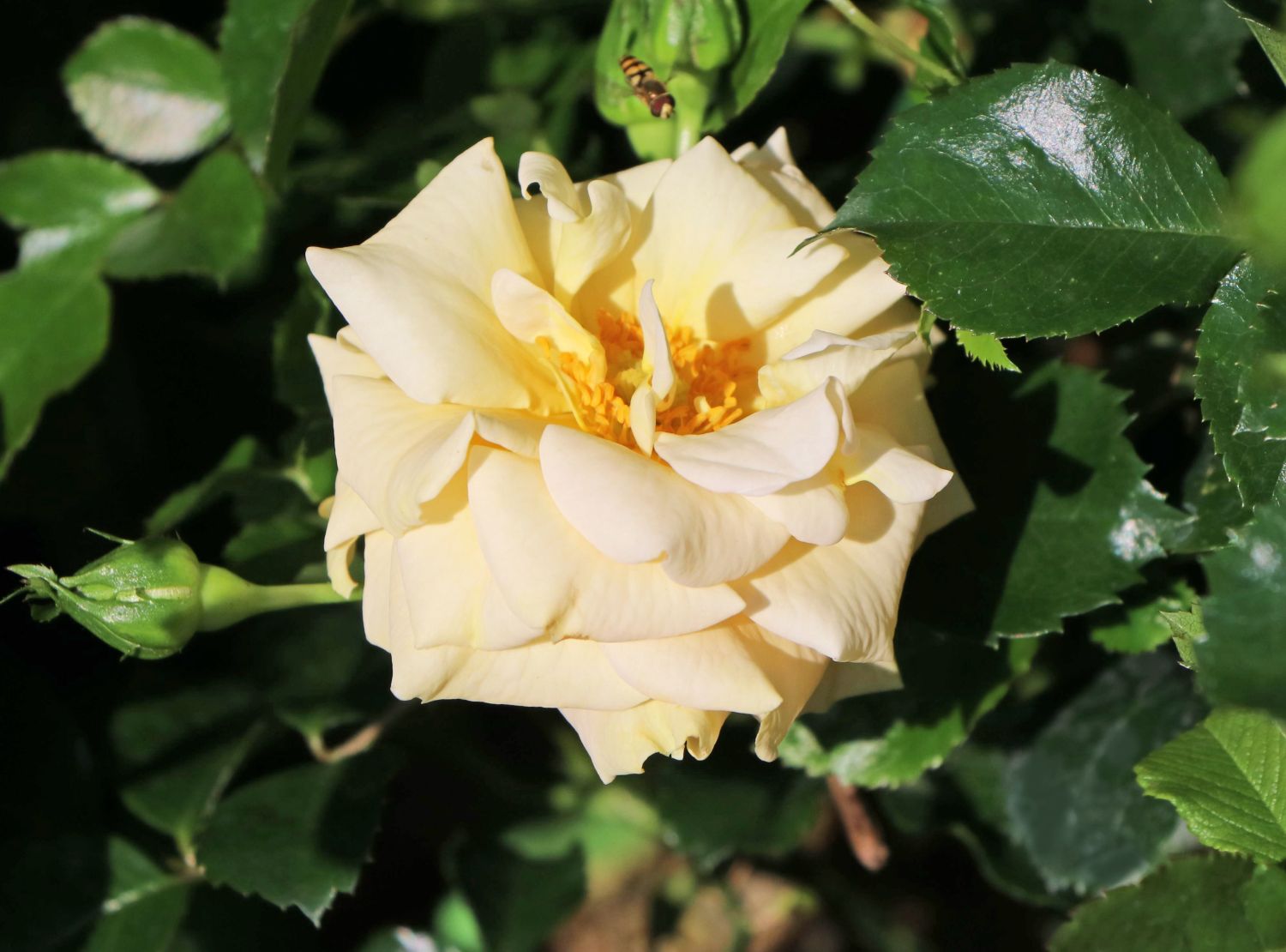 Zwerg-Kletterrose Starlet®-Rose 'Lizzy' ® - Rosa Starlet®-Rose 'Lizzy' ®