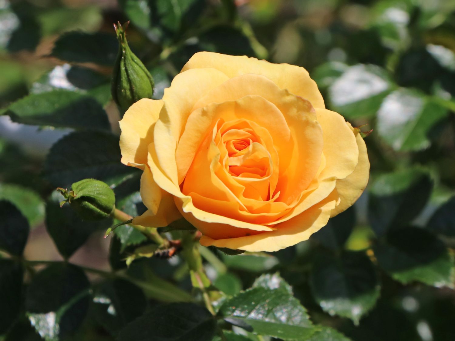 Zwerg-Kletterrose Starlet®-Rose 'Lizzy' ® - Rosa Starlet®-Rose 'Lizzy' ®