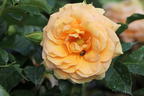 Zwerg-Kletterrose Starlet®-Rose 'Lizzy' ® - Rosa Starlet®-Rose 'Lizzy' ®