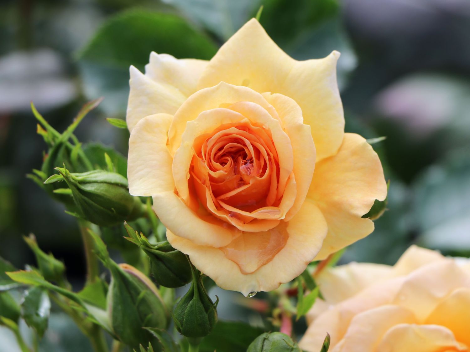 Zwerg-Kletterrose Starlet®-Rose 'Lizzy' ® - Rosa Starlet®-Rose 'Lizzy' ®