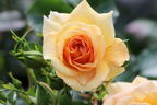 Zwerg-Kletterrose Starlet®-Rose 'Lizzy' ® - Rosa Starlet®-Rose 'Lizzy' ®