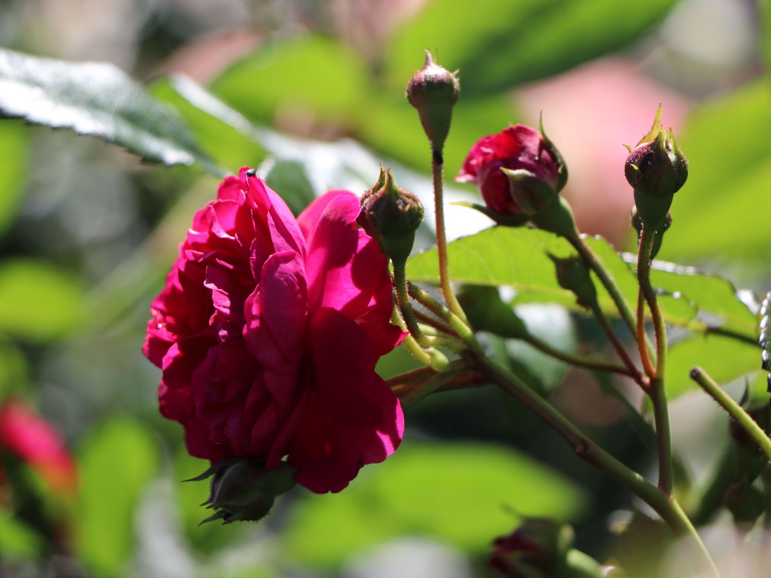 Zwerg-Kletterrose Starlet®-Rose 'Lola' ® - Rosa Starlet®-Rose 'Lola' ®