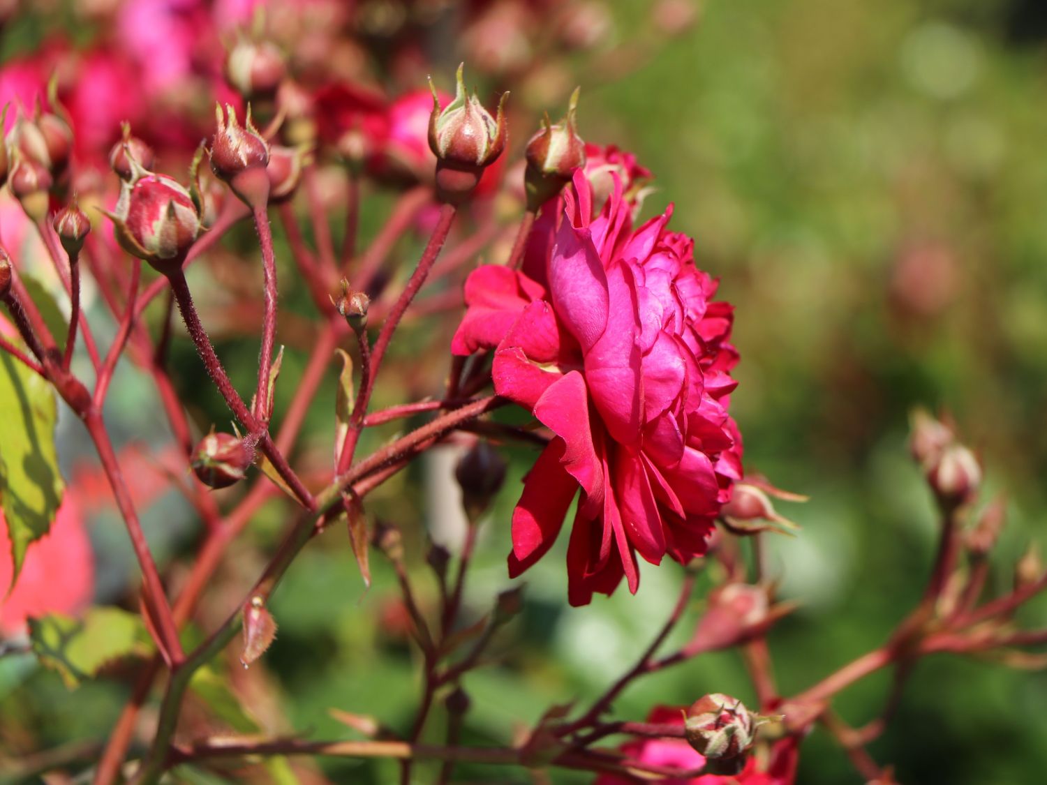 Zwerg-Kletterrose Starlet®-Rose 'Lola' ® - Rosa Starlet®-Rose 'Lola' ®