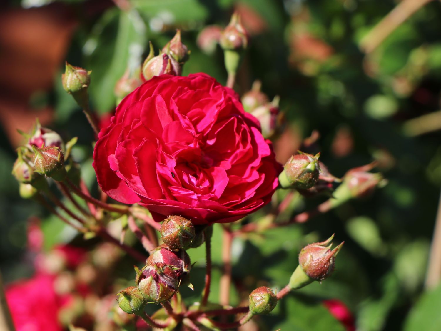 Zwerg-Kletterrose Starlet®-Rose 'Lola' ® - Rosa Starlet®-Rose 'Lola' ®