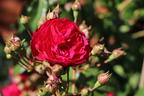 Zwerg-Kletterrose Starlet®-Rose 'Lola' ® - Rosa Starlet®-Rose 'Lola' ®
