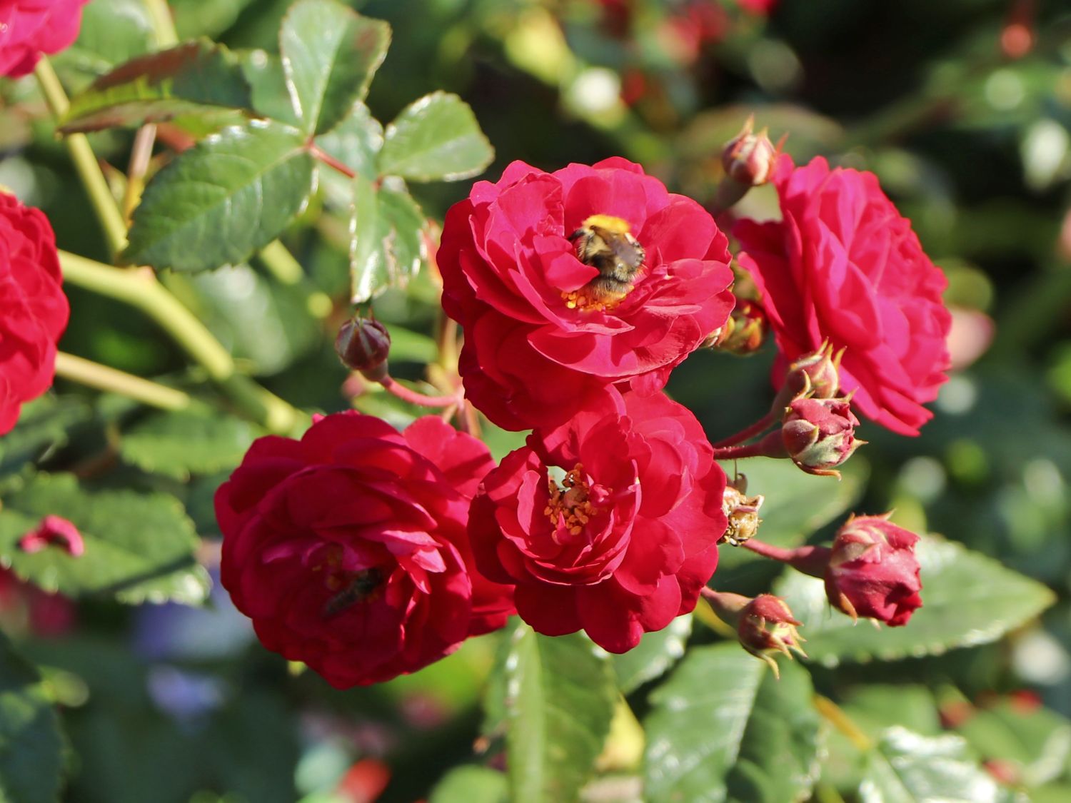 Zwerg-Kletterrose Starlet®-Rose 'Lola' ® - Rosa Starlet®-Rose 'Lola' ®