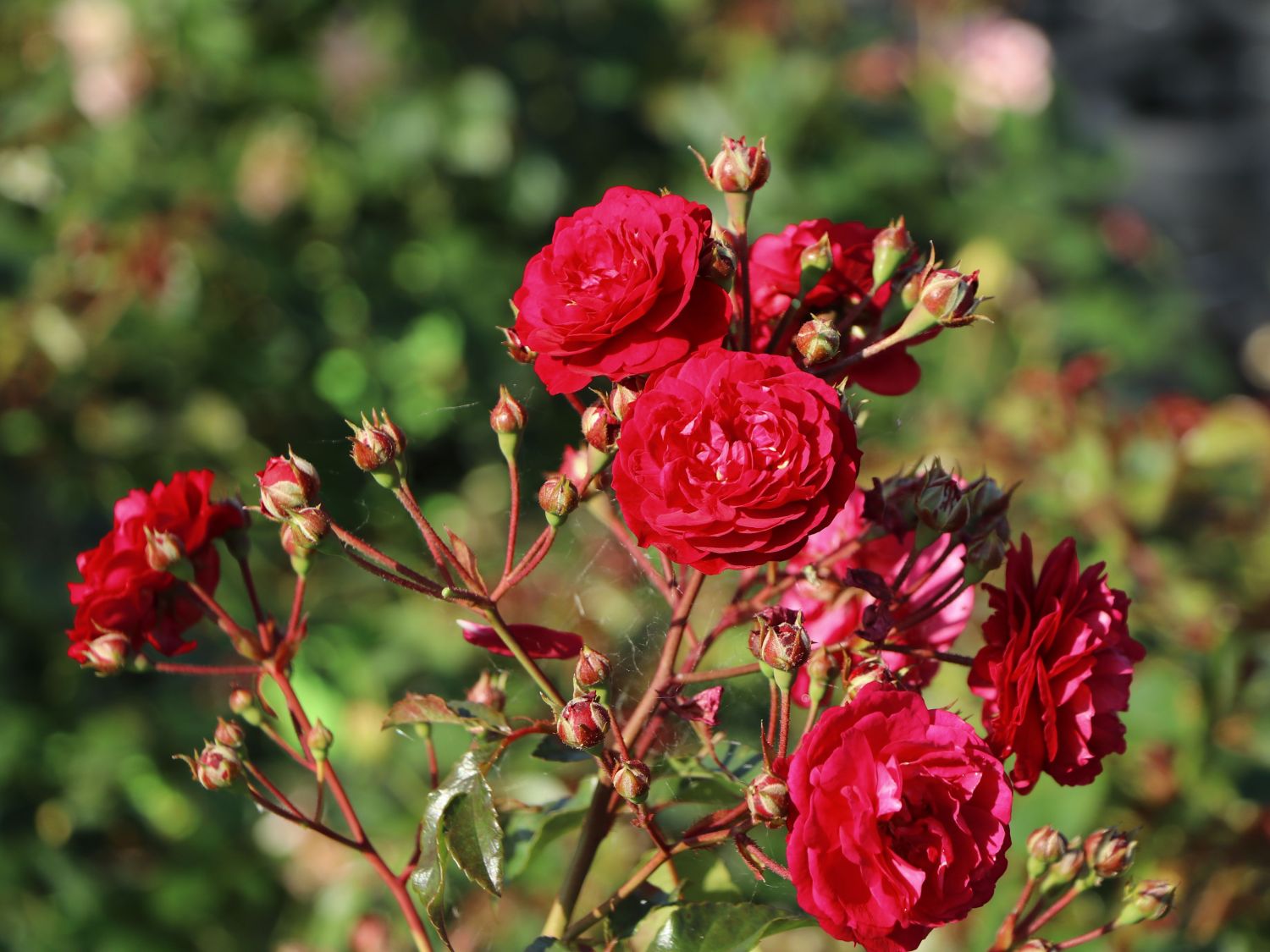 Zwerg-Kletterrose Starlet®-Rose 'Lola' ® - Rosa Starlet®-Rose 'Lola' ®