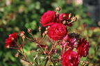 Zwerg-Kletterrose Starlet®-Rose 'Lola' ® - Rosa Starlet®-Rose 'Lola' ®