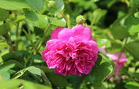 Zwerg-Kletterrose Starlet®-Rose 'Melina' ®
