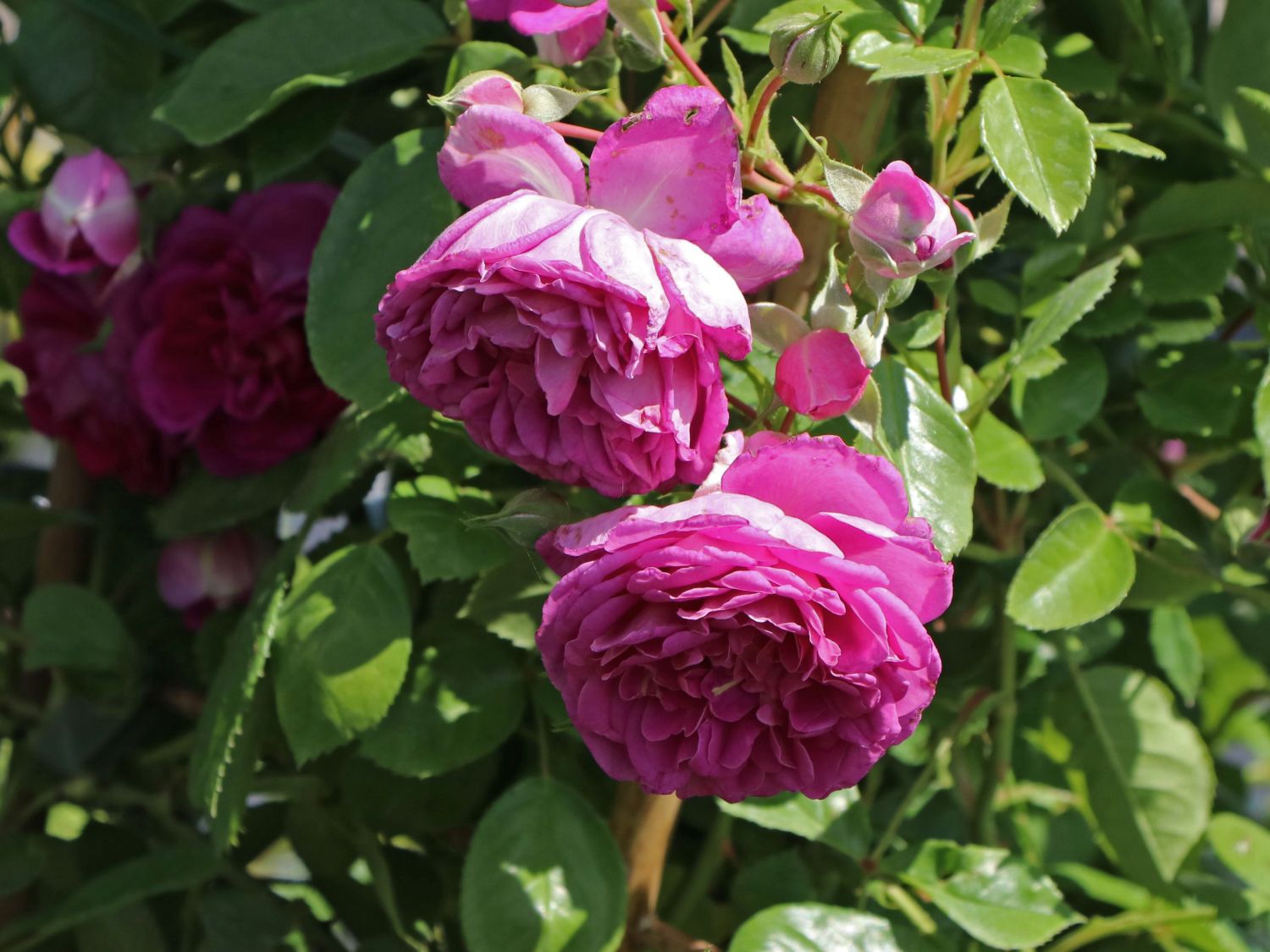Zwerg-Kletterrose Starlet®-Rose 'Melina' ® - Rosa Starlet®-Rose 'Melina' ®